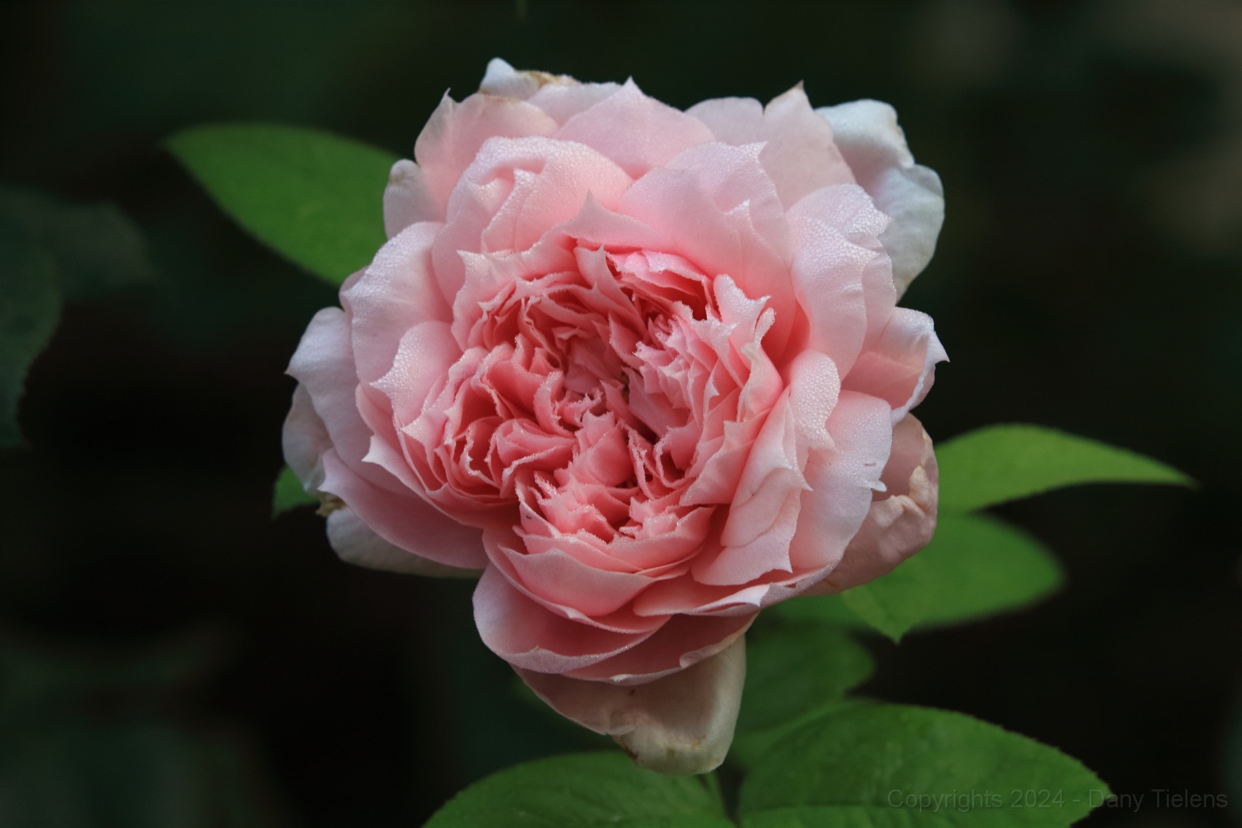 Rosa - 'Schöne Maid'.JPG